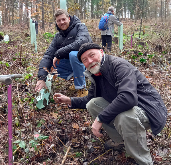 Bepflanzung im Wald