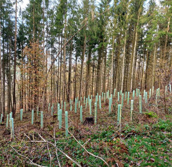 111 neue Bäume im Wald