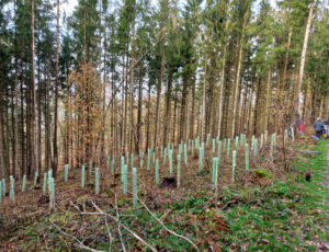 111 neue Bäume im Wald