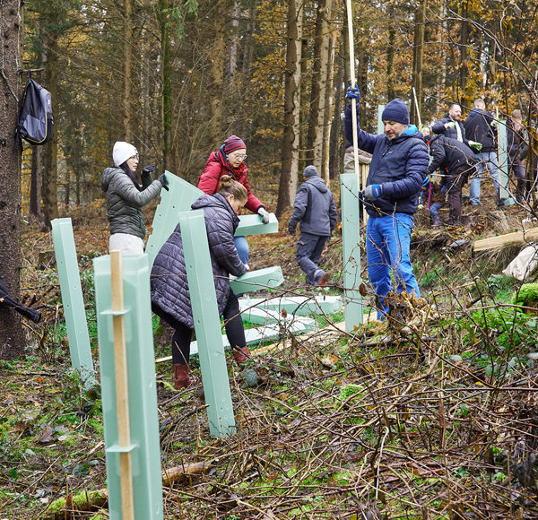 Baumsetzlinge im Wald