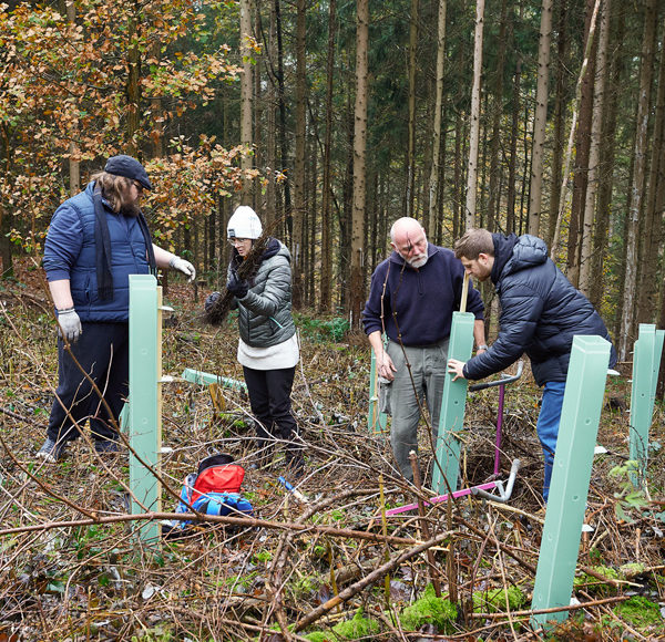 Baumsetzlinge im Wald